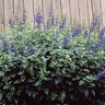 Salvia Guaranitica Anise-Scented Sage 1 gal. Container