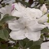 Rhododendron X Autumn Lily Encore Azalea 7 gal. Container
