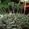 Lavandula x ginginsii Goodwin Creek Grey Lavender 5 gal. Container