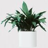 Aspidistra Elatior Cast Iron Plant 1 gal. Container