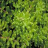 Sedum Acre Mossy Stonecrop 1 gal. Container