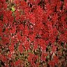Sedum Spurium Red Carpet Caucasian Stonecrop SP4 Container
