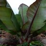 Ensete ventricosum Maurelii Red Banana 1 gal. Container