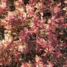 Abelia X Grandiflora Confetti Southern Living Glossy Abelia