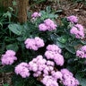 Ageratum Houstonianum Floss Flower