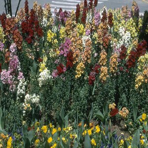 Antirrhinum majus Snapdragon