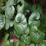 Farfugium Japonicum var. Giganteum Leopard Plant 3 gal. Container