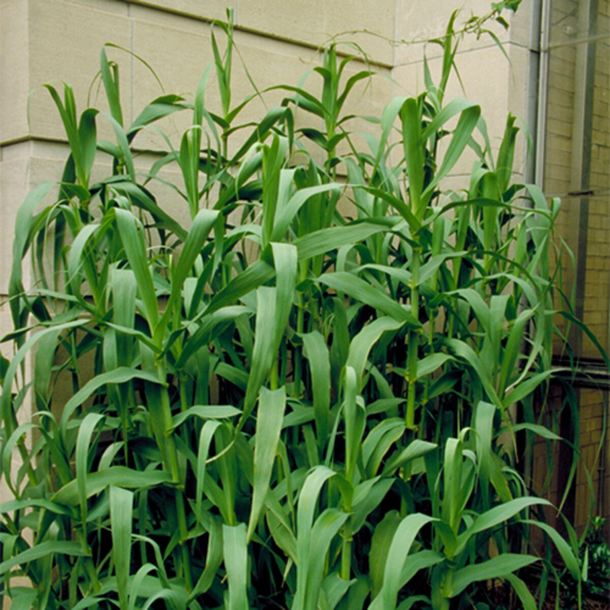 Arundo Donax Giant Reed | SiteOne US