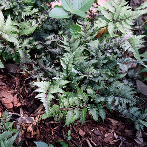 Athyrium X Ghost Lady Fern