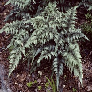 Athyrium Niponicum var. Pictum Japanese Painted Fern
