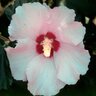 Hibiscus Syriacus Minerva Rose of Sharon 3 gal. Container