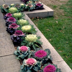 Brassica Oleracea Capitata Group Ornamental Cabbage and Kale