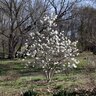 Magnolia Stellata Royal Star Star Magnolia 5 ft. Height Ball and Burlap