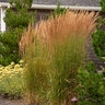 Calamagrostis X Acutiflora Karl Foerster Feather Reed Grass