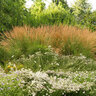 Calamagrostis X Acutiflora Karl Foerster Feather Reed Grass