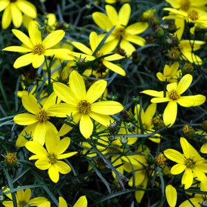 Anacis (Coreopsis) verticillata Cruizin' Electric Avenue Threadleaf Tickseed 1 gal. Container