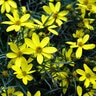 Anacis (Coreopsis) verticillata Cruizin' Electric Avenue Threadleaf Tickseed