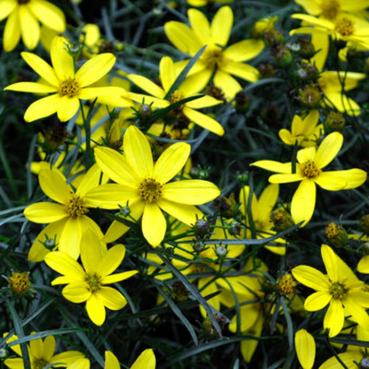 Anacis (Coreopsis) verticillata Cruizin' Electric Avenue Threadleaf ...