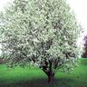 Malus X Spring Snow Crabapple 15 gal. Container