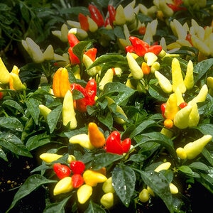 Capsicum Annuum var. Annuum Peppers