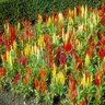 Celosia Argentea var. Plumosa Cockscomb