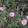 Cistus X Purpureus Orchid Rockrose