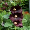 Alcea Rosea Nigra Hollyhock
