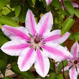 Clematis Nelly Moser Clematis