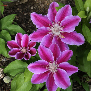 Clematis Doctor Ruppel Early Large-Flowered Clematis