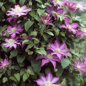 Clematis x Pink Champagne Clematis