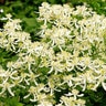Clematis Paniculata Sweet Autumn Clematis