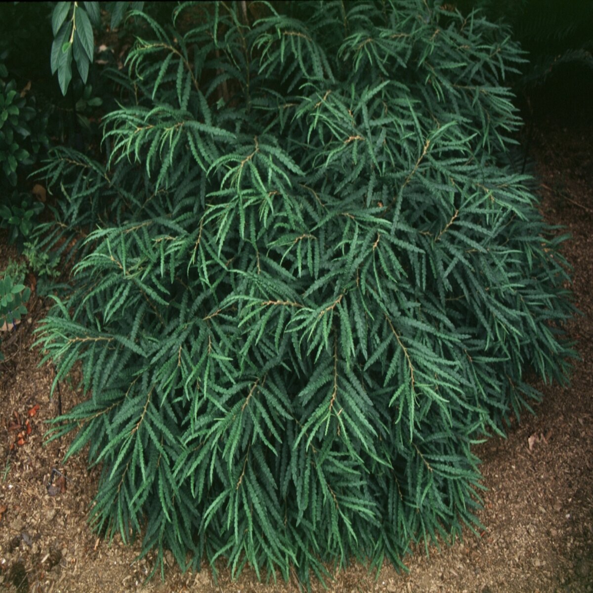 Comptonia Peregrina Sweet Fern | SiteOne US