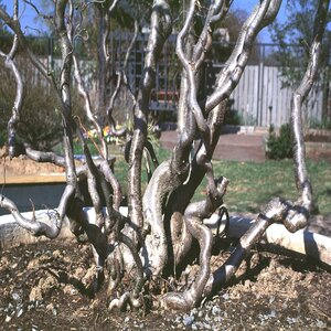 Corylus Avellana Contorta Contorted Filbert