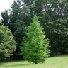 Metasequoia Glyptostroboides Dawn Redwood 15 gal. Container