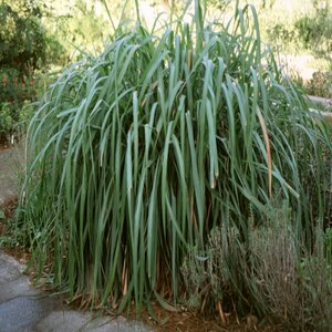 Cymbopogon Citratus Lemon Grass