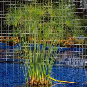 Cyperus Papyrus Papyrus