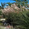 Miscanthus Sinensis Silberfeder Silver Feather Grass 1 gal. 1 gal. Container