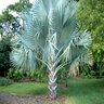 Bismarckia Nobilis Bismark Palm 36 in. Box