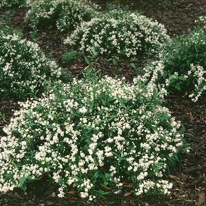 Deutzia Gracilis Nikko Slender Deutzia