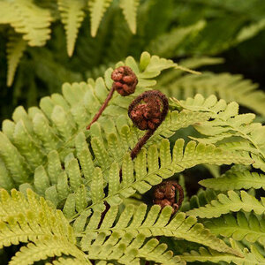 Dryopteris Erythrosora Autumn Fern