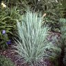 Schizachyrium Scoparium The Blues Little Bluestem Grass SP4 Container