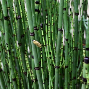 Equisetum Hyemale Rough Horsetail