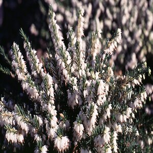 Erica X Darleyensis Mediterranean White Winter Heath