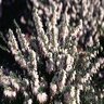 Erica X Darleyensis Mediterranean White Winter Heath