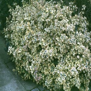 Euonymus Fortunei Emerald n Gold Wintercreeper
