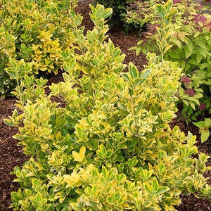 Euonymus japonicus Aureomarginatus Japanese Euonymus
