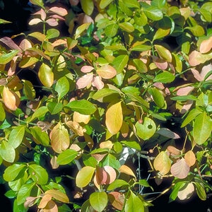 Euonymus Kiautschovicus Manhattan Spreading Euonymus