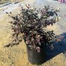 Loropetalum Chinense Ruby Snow Fringe Flower 3 gal. Container
