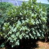 Ficus Carica Fig