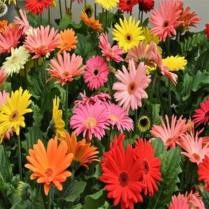 Gerbera Jamesonii Gerbera Daisy
